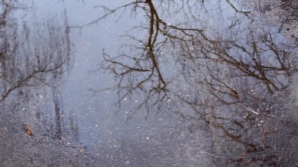 Reflectie Van Een Winterboom Een Lenteplas Een Bewolkte Dag — Stockvideo