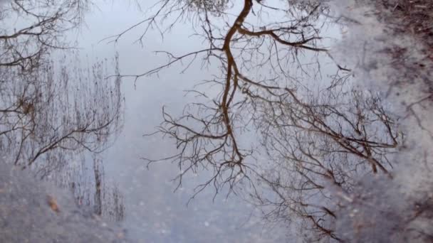 구름낀 봄날의 웅덩이에 나무의 — 비디오