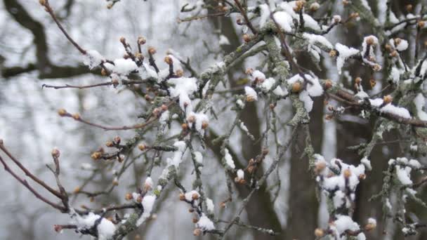 Brotes Las Ramas Los Árboles Bajo Nieve Día Nublado Helada — Vídeo de stock