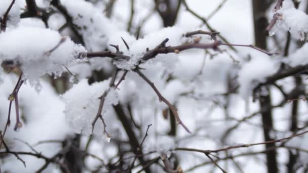 Pupeny Větvích Stromů Pod Sněhem Jarního Mrazivého Dne — Stock video