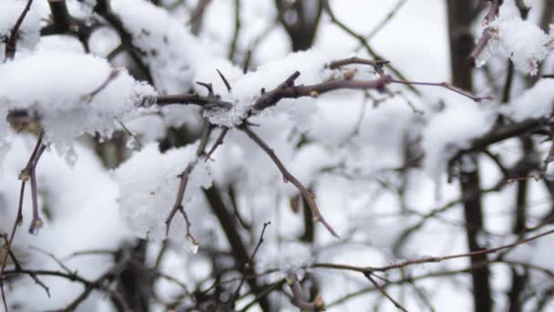 Gemme Sui Rami Degli Alberi Sotto Neve Una Giornata Nuvolosa — Video Stock