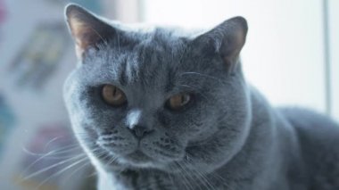 Büyük gözlü İngiliz Kedisi, makro, dinleniyor ve kameraya dikkatlice bakıyor..