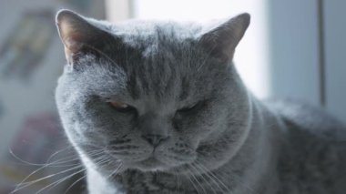 Büyük gözlü İngiliz Kedisi, makro, dinleniyor ve kameraya dikkatlice bakıyor..