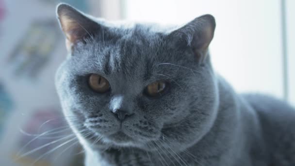 Gato Británico Con Ojos Grandes Clouse Macro Descansando Mirando Cámara — Vídeo de stock