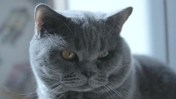 大きな目のクローズアップを持つ英国の猫 マクロ カメラを見て休憩し 慎重に見て — ストック動画