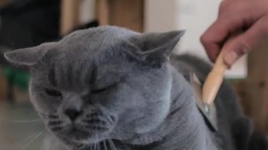 İngiliz kedisi evde tımarlanıyor, İskoç, İngiliz kedisine sarkıyor. Kedi kürkü tarağını fırçala. Macro, giyin..