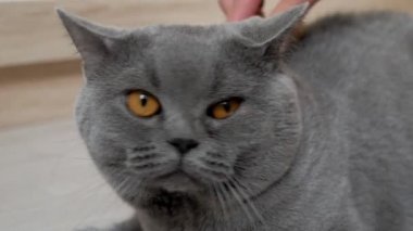 İngiliz kedisi evde tımarlanıyor, İskoç, İngiliz kedisine sarkıyor. Kedi kürkü tarağını fırçala. Macro, giyin..