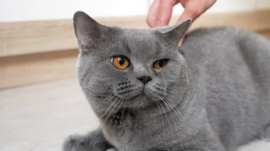 İngiliz kedisi evde tımarlanıyor, İskoç, İngiliz kedisine sarkıyor. Kedi kürkü tarağını fırçala. Macro, giyin..