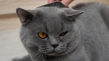 İngiliz kedisi evde tımarlanıyor, İskoç, İngiliz kedisine sarkıyor. Kedi kürkü tarağını fırçala. Macro, giyin..