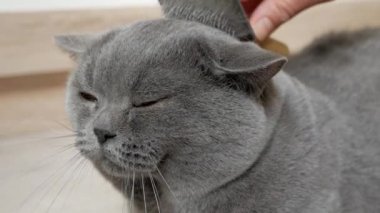 İngiliz kedisi evde tımarlanıyor, İskoç, İngiliz kedisine sarkıyor. Kedi kürkü tarağını fırçala. Macro, giyin..