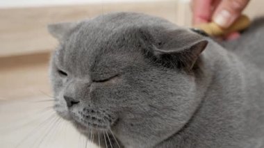 İngiliz kedisi evde tımarlanıyor, İskoç, İngiliz kedisine sarkıyor. Kedi kürkü tarağını fırçala. Macro, giyin..