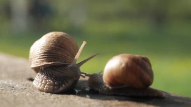 Güneşli bir havada gri bir tahtada sürünen bir çift salyangoz. Macro, süper yakın çekim..