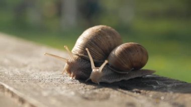 Güneşli bir havada gri bir tahtada sürünen bir çift salyangoz. Macro, süper yakın çekim..