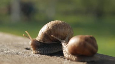 Güneşli bir havada gri bir tahtada sürünen bir çift salyangoz. Macro, süper yakın çekim..
