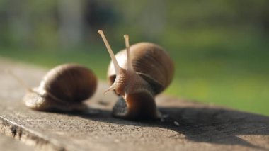 Güneşli bir havada gri bir tahtada sürünen bir çift salyangoz. Macro, süper yakın çekim..