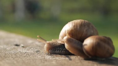 Güneşli bir havada gri bir tahtada sürünen bir çift salyangoz. Macro, süper yakın çekim..