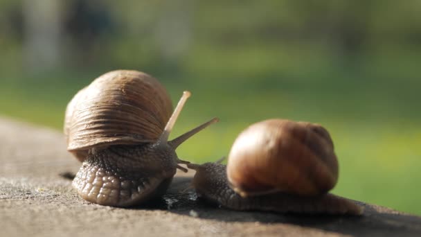 Une paire d'escargots rampent sur une planche grise par temps ensoleillé. Macro, super gros plan .