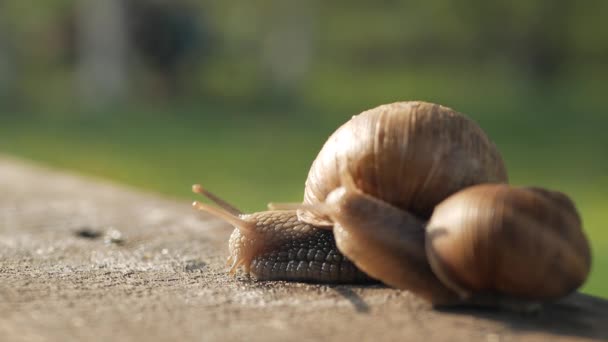 Par Caracoles Arrastran Sobre Una Tabla Gris Clima Soleado Macro — Vídeos de Stock