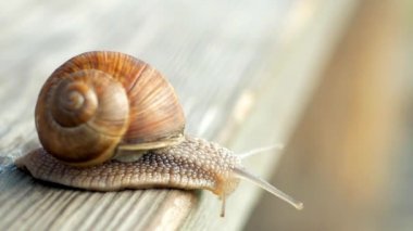 Görüş, adımlar ve uçuruma doğru yavaş çekim. Güneşli bir havada gri bir tahta üzerinde sürünen salyangozlar. Macro, süper yakın çekim..