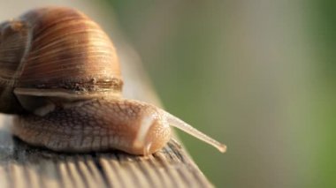Görüş, adımlar ve uçuruma doğru yavaş çekim. Güneşli bir havada gri bir tahta üzerinde sürünen salyangozlar. Macro, süper yakın çekim..