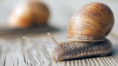 Bakış, adımlar ve aşka doğru ağır çekim. Güneşli bir havada gri bir tahta üzerinde sürünen salyangozlar. Macro, süper yakın çekim..