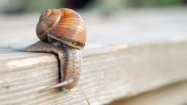 Zicht Stappen Slow Motion Afgrond Slakken Kruipen Een Grijze Plank — Stockvideo