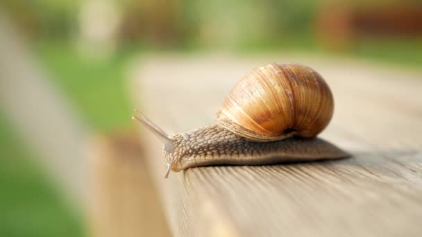 Vue Pas Ralenti Dans Abîme Les Escargots Rampent Sur Une — Video