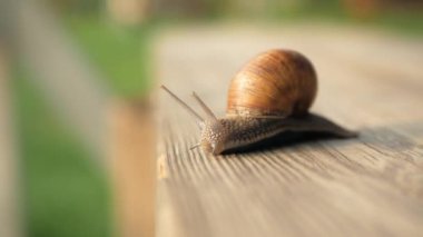 Görüş, adımlar ve uçuruma doğru yavaş çekim. Güneşli bir havada gri bir tahta üzerinde sürünen salyangozlar. Macro, süper yakın çekim..