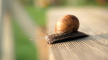 Görüş, adımlar ve uçuruma doğru yavaş çekim. Güneşli bir havada gri bir tahta üzerinde sürünen salyangozlar. Macro, süper yakın çekim..