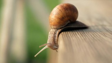 Görüş, adımlar ve uçuruma doğru yavaş çekim. Güneşli bir havada gri bir tahta üzerinde sürünen salyangozlar. Macro, süper yakın çekim..