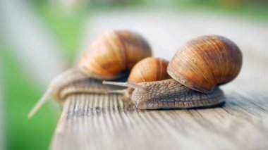 Görüş, adımlar ve uçuruma doğru yavaş çekim. Güneşli bir havada gri bir tahta üzerinde sürünen salyangozlar. Macro, süper yakın çekim..