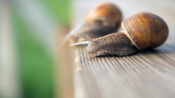 Zicht Stappen Slow Motion Afgrond Slakken Kruipen Een Grijze Plank — Stockvideo