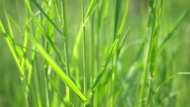 Wheat Grass Creeping Elymus Repens Stems Leaves Swaying Wind Rays — Stock Video