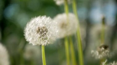 Solmuş karahindibalar güneşli bir günde ölür. Rüzgarda sallanıyor. Makro video