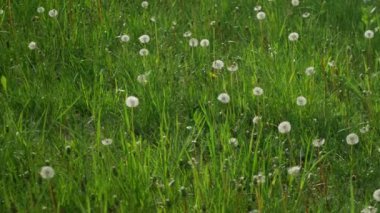 Güneşli bir günde çiçek açan karahindibalarla yeşil çimen tarlası. Çimen dokusu.