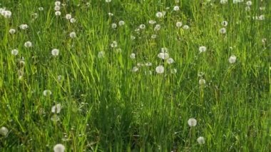 Güneşli bir günde çiçek açan karahindibalarla yeşil çimen tarlası. Çimen dokusu.
