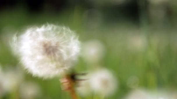 Vervaagde Paardebloemen Sterven Een Zonnige Dag Swingend Wind Macro Video — Stockvideo