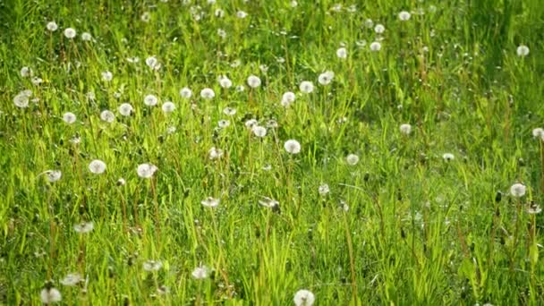 Groene Grasveld Met Bloeiende Paardebloemen Een Zonnige Dag Grasstructuur — Stockvideo