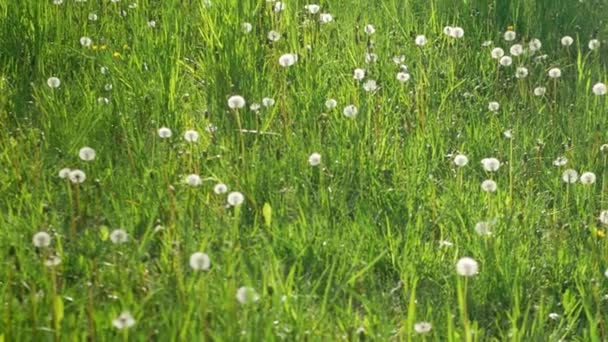 Grönt Gräs Fält Med Blommande Maskrosor Solig Dag Grässtruktur — Stockvideo