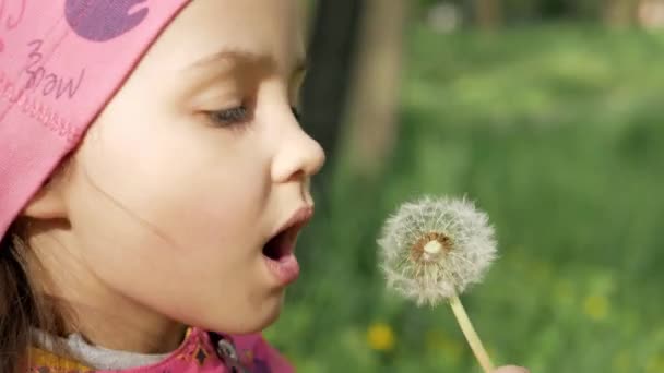Dandelions Desbotados Morrem Dia Ensolarado Dos Golpes Uma Menina Persistente — Vídeo de Stock