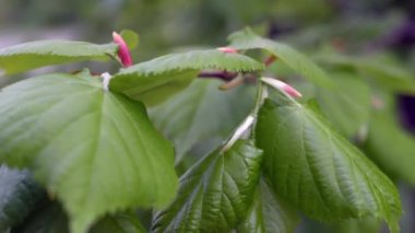 Ağaçların sulu yeşil yaprakları, ağaç tomurcukları olan dallar, rüzgarda ortaya çıkıyor. Doku, arkaplan.