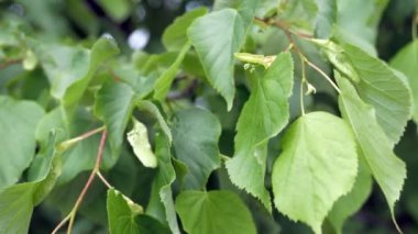Ağaçların sulu yeşil yaprakları, ağaç tomurcukları olan dallar, rüzgarda ortaya çıkıyor. Doku, arkaplan.