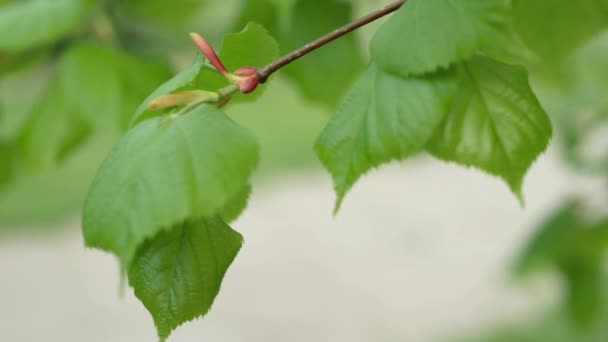 Jeune feuillage luxuriant d'arbres, branches aux bourgeons d'arbres, révélant dans le vent. Texture, fond .