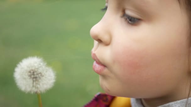 Bleka Maskrosor Dör Solig Dag Envis Flickas Slag — Stockvideo