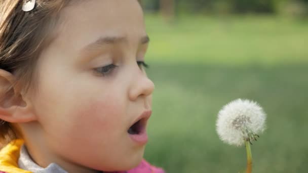 Vervaagde Paardebloemen Sterven Een Zonnige Dag Door Klappen Van Een — Stockvideo