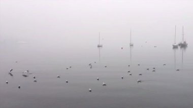 Martı yakın çekim oturma ve etrafa