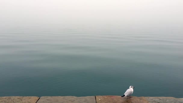 Burung camar duduk dan melihat permukaan laut yang tenang — Stok Video