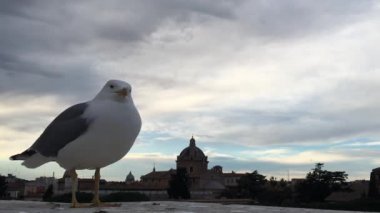 Deniz-martı kuş bacaklar ve kanatlar, Roma germe