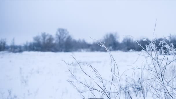 Nyugodt téli idő hóval borított bokrokkal — Stock videók