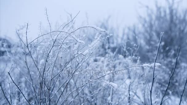 平静的冬季天气，灌木丛被雪覆盖 — 图库视频影像